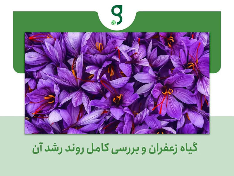 گیاه زعفران و بررسی کامل روند رشد آن 1 گیاه زعفران و بررسی کامل روند رشد آن