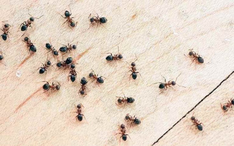 بهترین دستگاه دفع مورچه