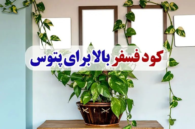 کود فسفر بالا برای پتوس