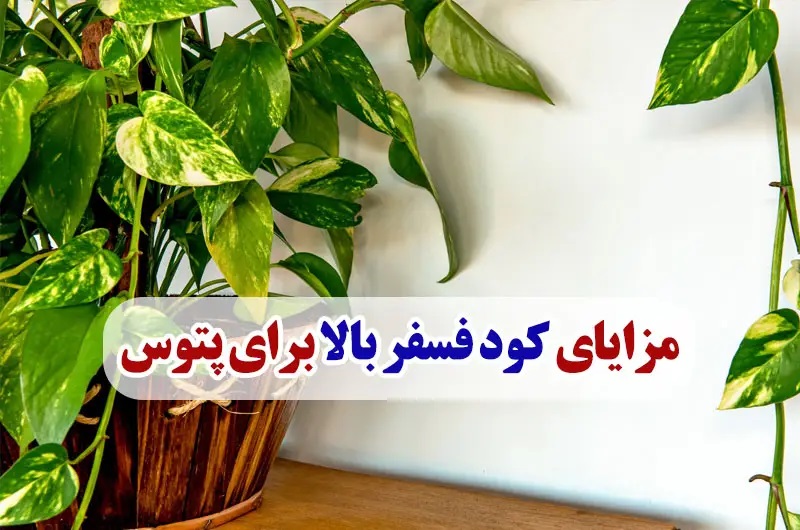 کود فسفر بالا برای پتوس 2 مزایای کود فسفر